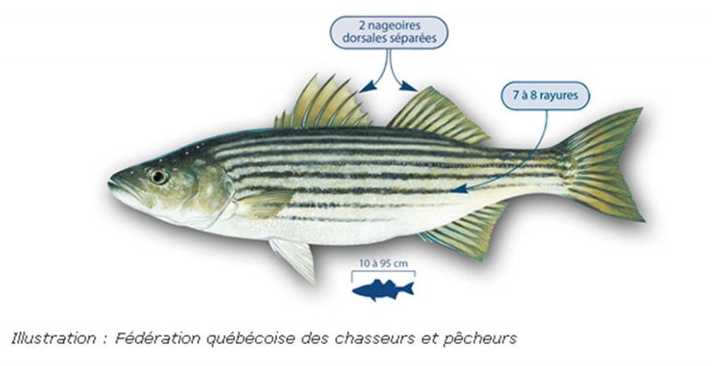 Retour de la pêche au bar rayé - Pêche - Club APRIL Marine